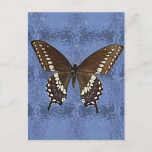 Oklahoma Black Swallowtail Butterfly Briefkaart