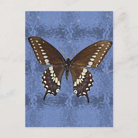 Oklahoma Black Swallowtail Butterfly Briefkaart (Voorkant)