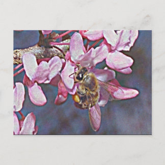 Oklahoma Redbud Briefkaart