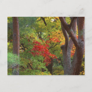 Okochi Sanso, Arashiyama, Kyoto, Japan 5 Briefkaart