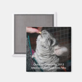 Oktober chinchilla 2012 magneet (Voorkant / Achterkant)