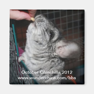 Oktober chinchilla 2012 magneet