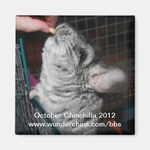 Oktober chinchilla 2012 magnet magneet