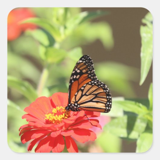 Oktober Monarch Vierkante Sticker (Voorkant)