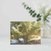 Old Apple Tree Bush Western Australia Carte postal (Debout devant)