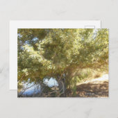 Old Apple Tree Bush Western Australia Carte postal (Devant / Derrière)