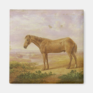 Old Billy, een Draft Horse, 62 jaar oud (olie op h Magneet