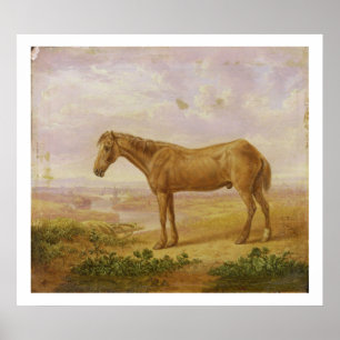 Old Billy, een Draft Horse, 62 jaar oud (olie op h Poster