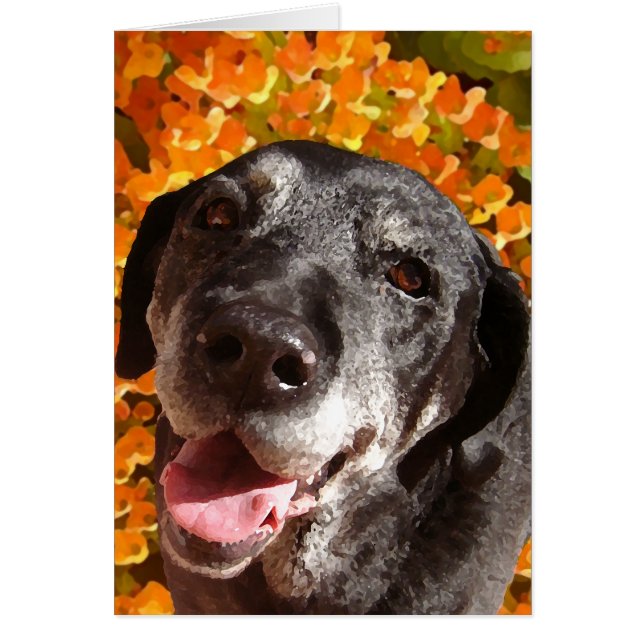Old Black Labrador (Voorkant)