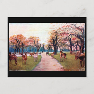 Old Briefkaart - Greenwich Park, Londen