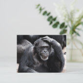 Old Chimpansee briefkaart (Staand voorkant)