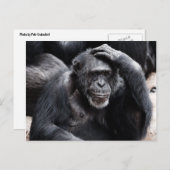Old Chimpansee briefkaart (Voorkant / Achterkant)