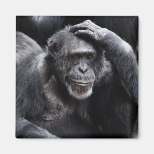 Old Chimpansee magnet Magneet