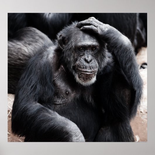 Old Chimpansee poster (Voorkant)