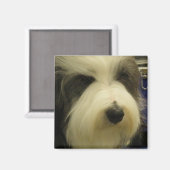 Old English Sheepdog Carré Magnet (Recto/Verso)