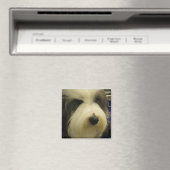 Old English Sheepdog Carré Magnet (In Situ (Lave-vaisselle))