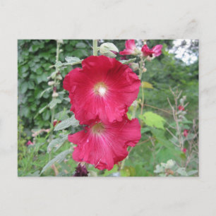 Old Fashioned Hollyhock Flowers Briefkaart