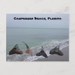 Old Fossilized Shark Teeth Florida Beach Treasures Briefkaart