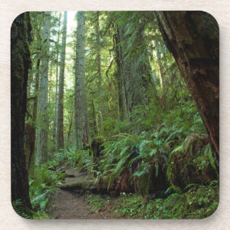 Old Growth Forest in Twanoh State Park, WA Bier Onderzetter