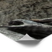 Old Man Cactus Photo Mexico - zuidwest Cacti Poster (Hoek)