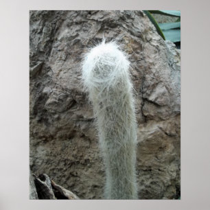 Old Man Cactus Photo Mexico - zuidwest Cacti Poster