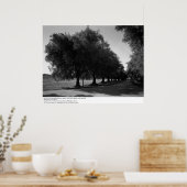 Old Olive Trees, University of California, Davis Poster (Keuken)
