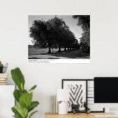 Old Olive Trees, University of California, Davis Poster (Thuiskantoor)