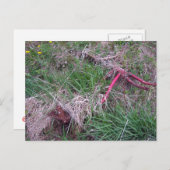 Old Red Bike Briefkaart (Voorkant / Achterkant)