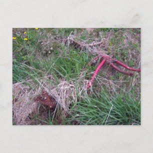 Old Red Bike Briefkaart