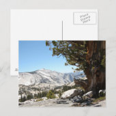 Old Tree at Yosemite National Park Briefkaart (Voorkant / Achterkant)