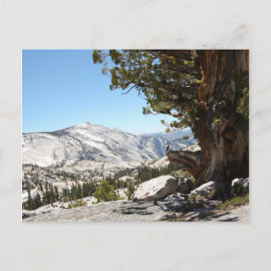 Old Tree at Yosemite National Park Briefkaart
