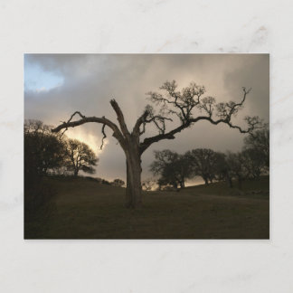 Old Winter Oak Briefkaart