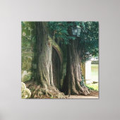 Old Yew Trees Canvas Afdruk (Voorkant)