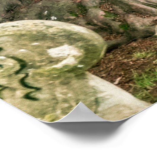 Old Yew Trees Poster (Hoek)