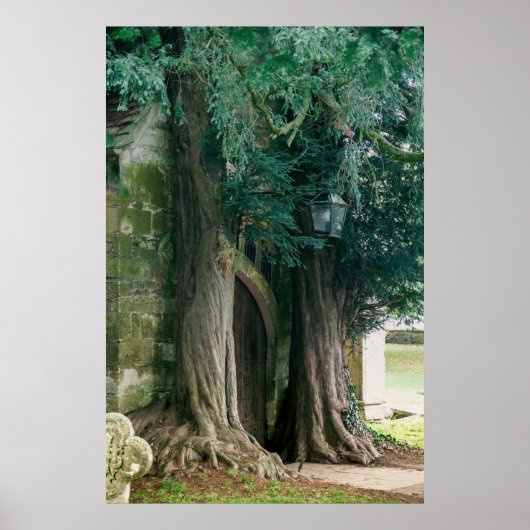 Old Yew Trees Poster (Voorkant)