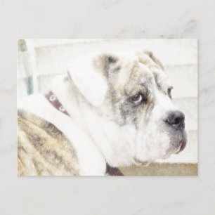 Olde English Bulldogge briefkaart