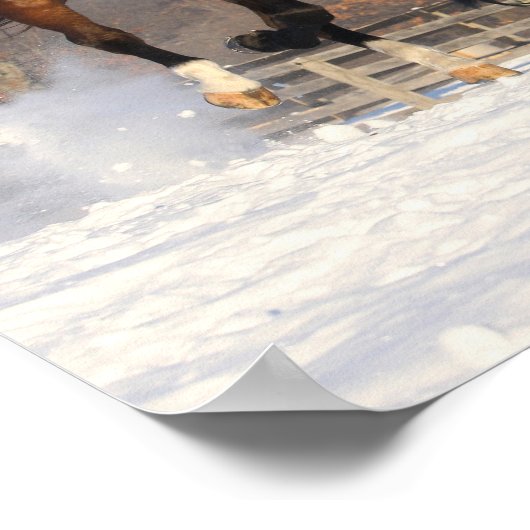 Oldenburg en Hanoverian Mares in Snow Poster (Hoek)