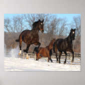 Oldenburg en Hanoverian Mares in Snow Poster (Voorkant)