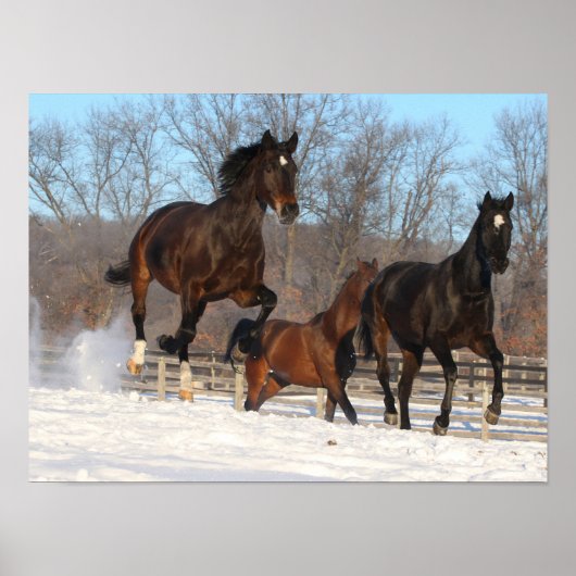 Oldenburg en Hanoverian Mares in Snow Poster (Voorkant)