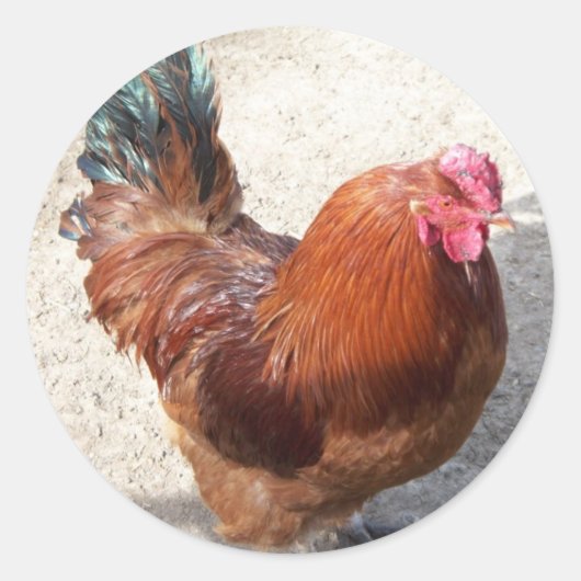 Ole Red Rooster Ronde Sticker (Voorkant)
