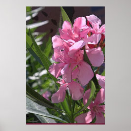 Oleander Art Poster -24x36 - andere beschikbare fo