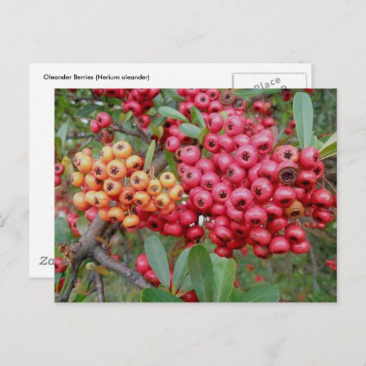 Oleander Berries Décembre OBX Carte postale (Devant / Derrière)