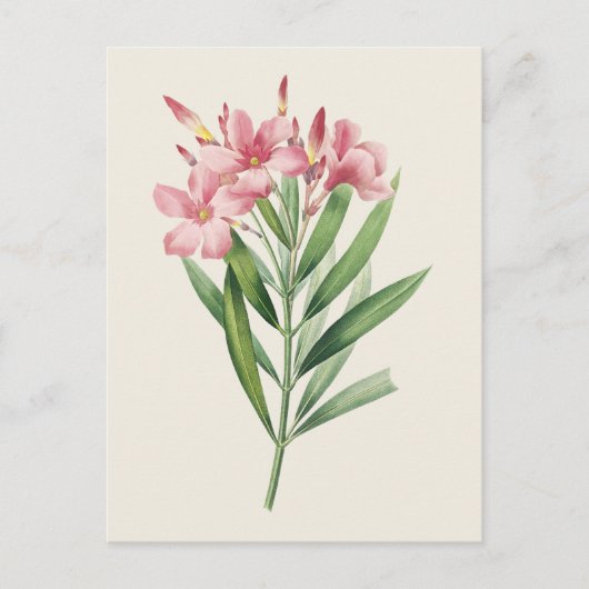  Oleander Botanische Illustratie Briefkaart (Voorkant)