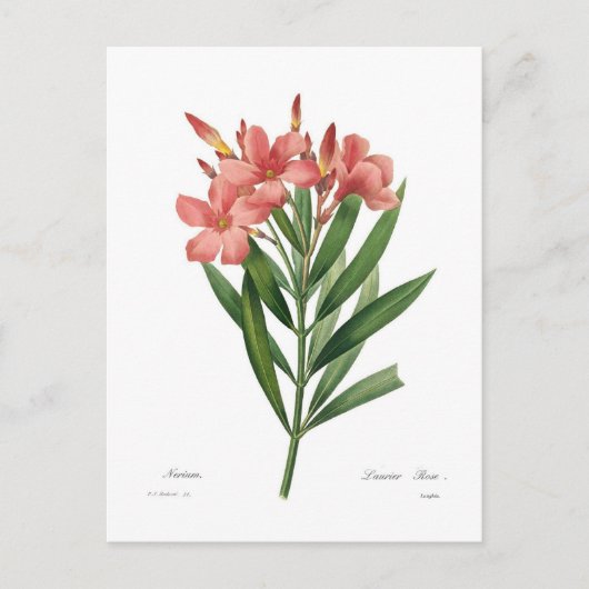 Oleander Briefkaart (Voorkant)