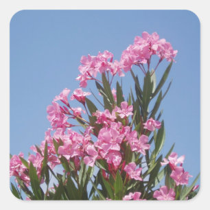 Oleander Flower Stickers