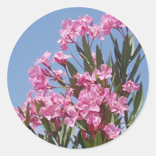 Oleander Sticker (Voorkant)