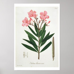 Oleander van 'Phytographie Medicale' door Joseph R Poster