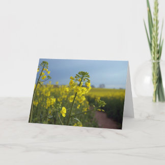 Oliehoudende raapzaadbloemen kaart