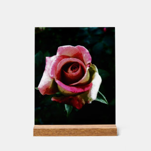 Olieverf rode roos acryl bord