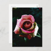 Olieverf rode roos feestdagenkaart (Voorkant / Achterkant)